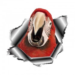 3D parrot - vinyl car sticker 13 * 12.5cm